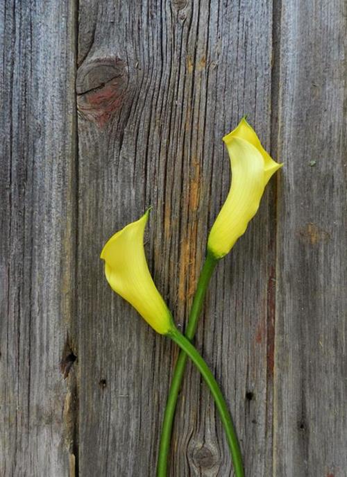  YELLOW MINI CALLA